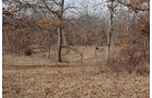 Property photo 5 - 745 Acres Offered in 16 Tracts