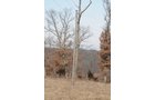 Property photo 53 - 745 Acres Offered in 16 Tracts