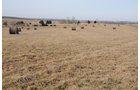 Property photo 142 - 745 Acres Offered in 16 Tracts