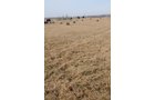 Property photo 200 - 745 Acres Offered in 16 Tracts