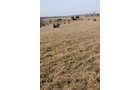 Property photo 180 - 745 Acres Offered in 16 Tracts