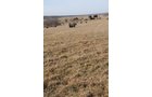 Property photo 38 - 745 Acres Offered in 16 Tracts