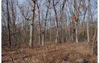 Property photo 146 - 745 Acres Offered in 16 Tracts