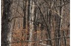 Property photo 54 - 745 Acres Offered in 16 Tracts