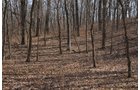 Property photo 124 - 745 Acres Offered in 16 Tracts