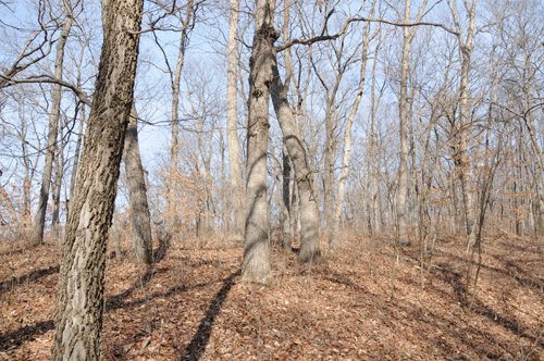 Property photo 173 - 745 Acres Offered in 16 Tracts