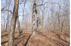Property photo 173 - 745 Acres Offered in 16 Tracts