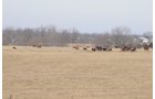 Property photo 102 - 745 Acres Offered in 16 Tracts
