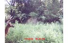 Property photo 23 - 745 Acres Offered in 16 Tracts