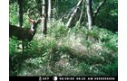Property photo 27 - 745 Acres Offered in 16 Tracts