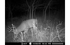 Property photo 154 - 745 Acres Offered in 16 Tracts