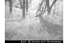 Property photo 144 - 745 Acres Offered in 16 Tracts