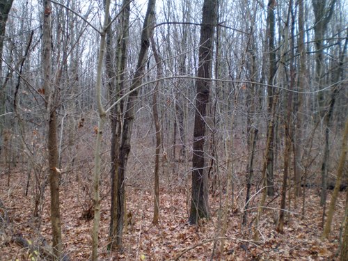 Property photo 3 - 65 Acres Offered in 7 Tracts