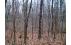Property photo 3 - 65 Acres Offered in 7 Tracts