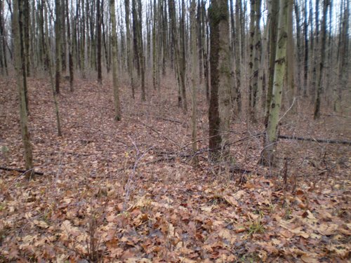 Property photo 9 - 65 Acres Offered in 7 Tracts