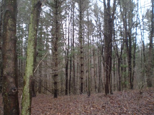 Property photo 5 - 65 Acres Offered in 7 Tracts