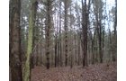 Property photo 5 - 65 Acres Offered in 7 Tracts