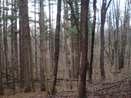 Property photo 1 - 65 Acres Offered in 7 Tracts