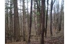 Property photo 1 - 65 Acres Offered in 7 Tracts