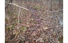 Property photo 7 - 65 Acres Offered in 7 Tracts