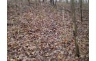 Property photo 6 - 65 Acres Offered in 7 Tracts