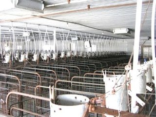 Swine Facility
Immediate Possession
7.25 Acres
1 Million Gallon Lagoon
Deeded Manure Spreading Rights
Current IDEM Permit  - 7.25 Acres - Swine Facility