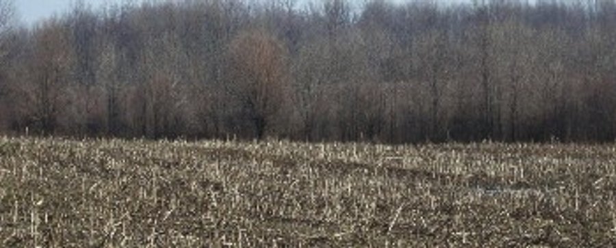 For sale: 73 Acre Grain Farm - North of Richmond, IN