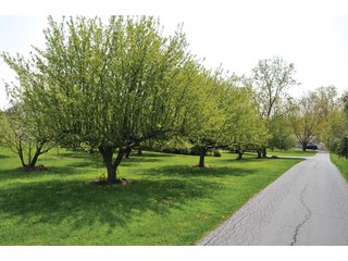 A very private setting with a unique view down the length of Shriner Lake.  Beautiful country setting with mature trees, great views of the lake from an elevated deck.  Road frontage on two sides!  Includes lovely orchard.  Great location close to Columbia City and Fort Wayne, - Lakefront Property on Shriner Lake