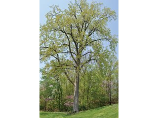 A very private setting with a unique view down the length of Shriner Lake.  Beautiful country setting with mature trees, great views of the lake from an elevated deck.  Road frontage on two sides!  Includes lovely orchard.  Great location close to Columbia City and Fort Wayne, - Lakefront Property on Shriner Lake