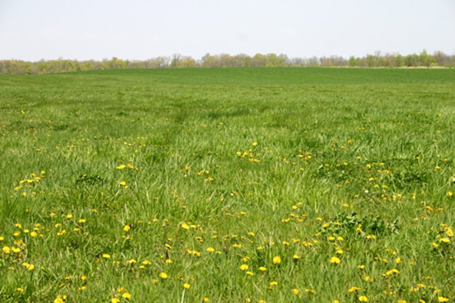 For sale: 95 Acre Grain Farm - Columbia City, IN