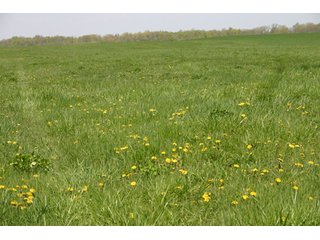 A gently rolling farm, just off of SR 205.  Includes frontage on the drainage ditch.  Per aerial map, Seller to retain 60' on east boundary of property and Seller to retain 60' easement on south side of ditch for ingress/egress. - 95 Acre Grain Farm