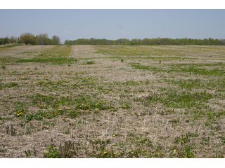 A gently rolling farm, just off of SR 205.  Includes frontage on the drainage ditch.  Per aerial map, Seller to retain 60' on east boundary of property and Seller to retain 60' easement on south side of ditch for ingress/egress. - 95 Acre Grain Farm