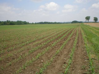 100 acres all cropland.  High quality soils.  
Estimated 1,568 ft. of frontage on Hwy 27.
22,500 traffic count/day.
City water and sewer - 3 phase electric (12" water line), (2 sewer locations).
Tax exchange opportunity.
Buyer to assume crop lease for 2010 at $13,260/year.
Pretty farmstead may be purchase separately.
Adjoining 4 acre exception is available.

  - 100 Acres Investment Cropland
