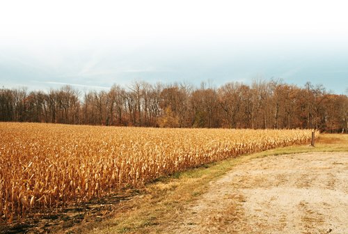 Property photo 15 - 235 Acres Offered in 7 Tracts