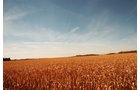 Property photo 12 - 235 Acres Offered in 7 Tracts