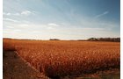 Property photo 8 - 235 Acres Offered in 7 Tracts