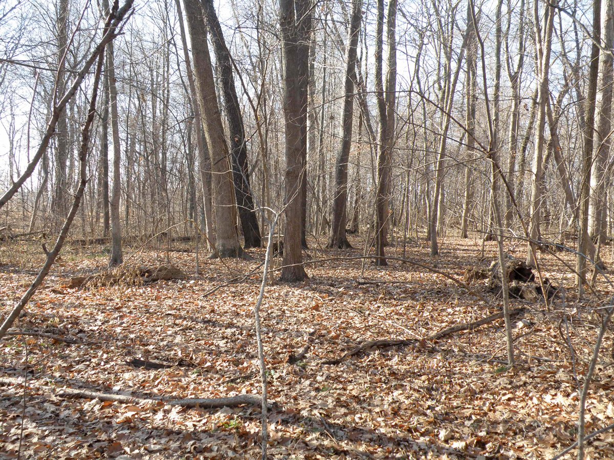 Property photo 8 - 64.4 Acres in 3 Tracts