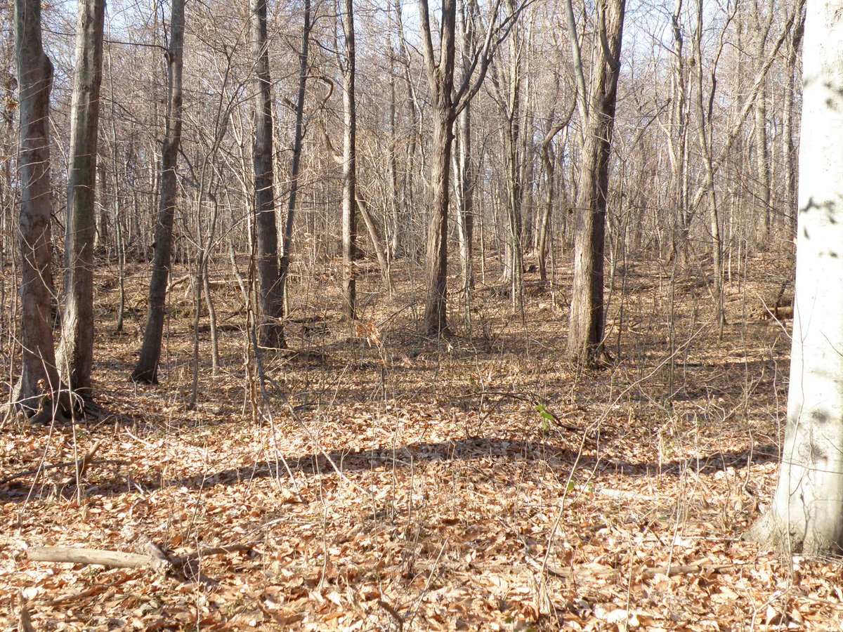 Property photo 17 - 64.4 Acres in 3 Tracts