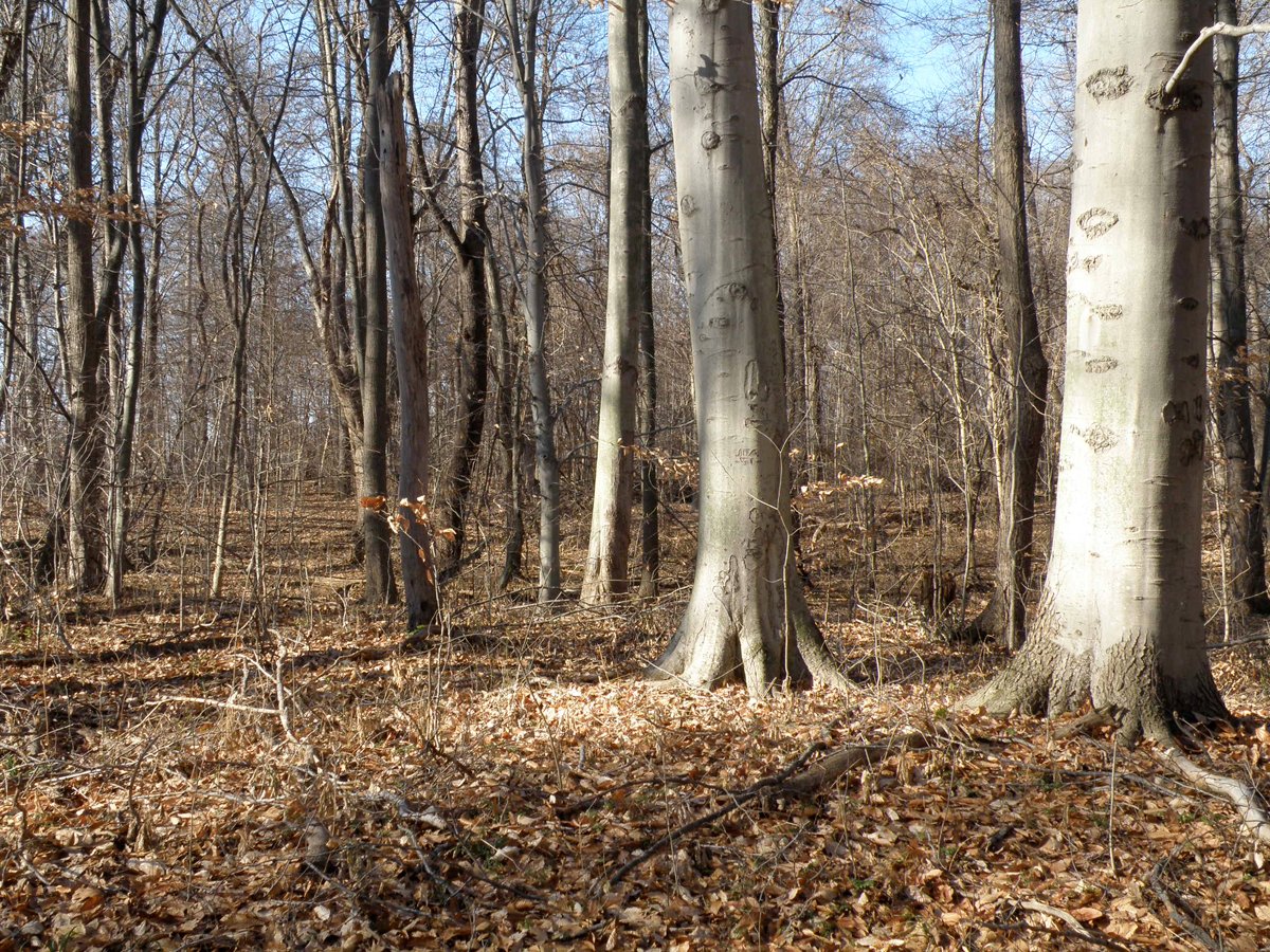 Property photo 9 - 64.4 Acres in 3 Tracts