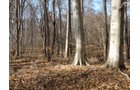 Property photo 9 - 64.4 Acres in 3 Tracts