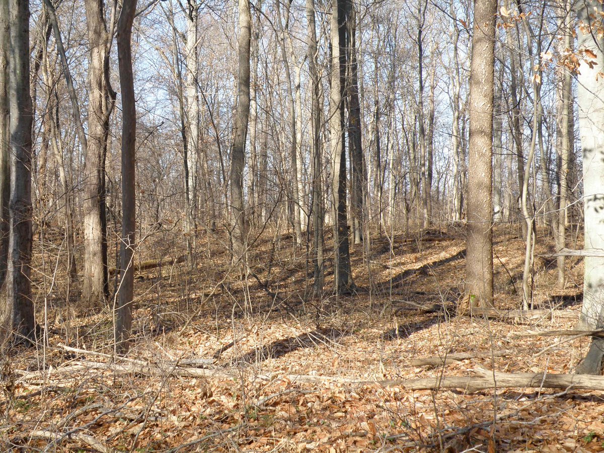 Property photo 15 - 64.4 Acres in 3 Tracts