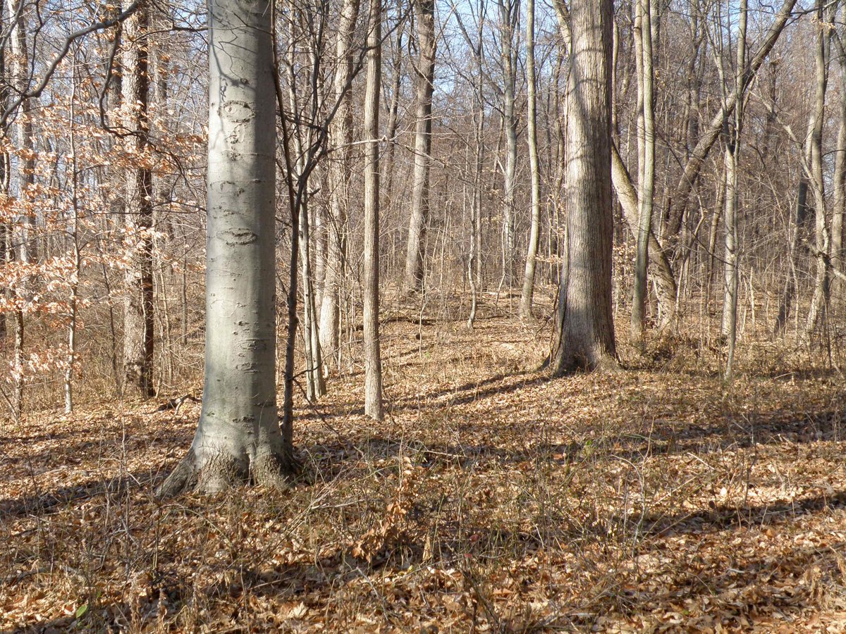 Property photo 6 - 64.4 Acres in 3 Tracts