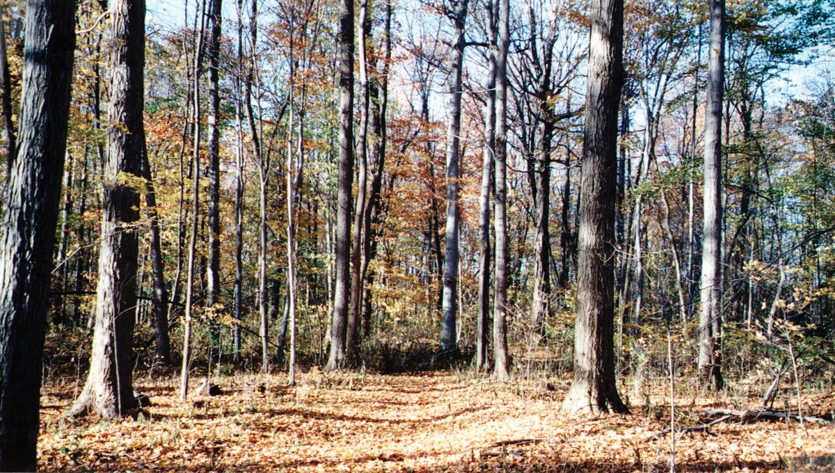 Property photo 2 - 64.4 Acres in 3 Tracts