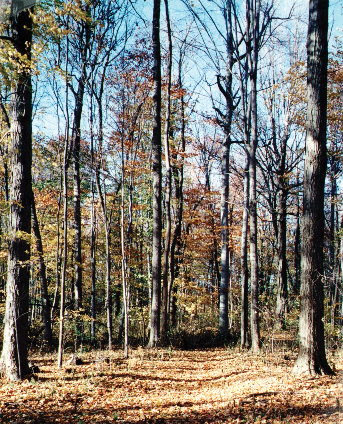 Property photo 7 - 64.4 Acres in 3 Tracts