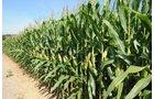 Property photo 3 - 87.6+/- Acres Offered in 4 Tracts