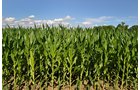 Property photo 7 - 87.6+/- Acres Offered in 4 Tracts