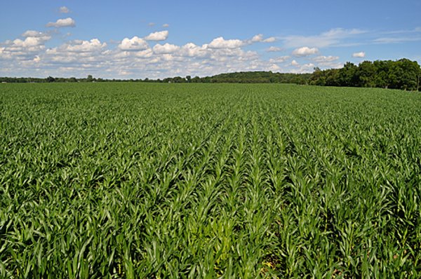 87.6+/- Acres Offered in 4 Tracts
