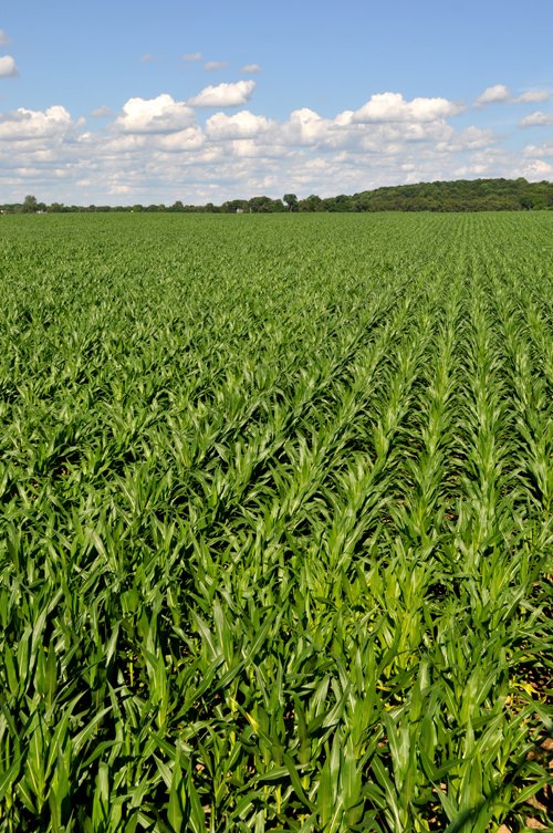 Property photo 6 - 87.6+/- Acres Offered in 4 Tracts