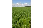 Property photo 6 - 87.6+/- Acres Offered in 4 Tracts