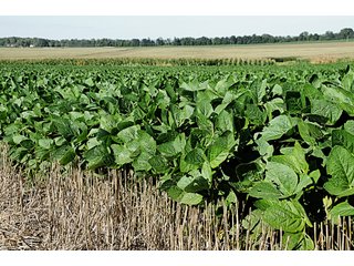 Property photo 5 - Land Auction of 3,915 Total Acres - 2,700 Acres Productive Farmland